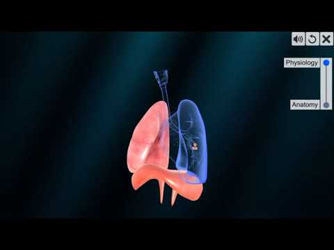 Respiratory system physiology