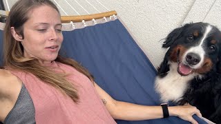 Bernese Mountain Dog Tests out hammock