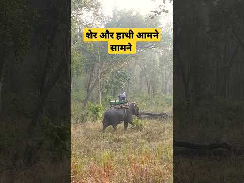 Tiger vs Elephant | Kanha National Park