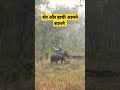Tiger Vs Elephant Kanha National Park
