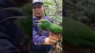 Download lagu Dapat burung besar Lurr..../Kirik kirik Kumbang. mp3