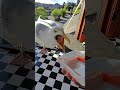 Mornings When You Have A Pet Seagull