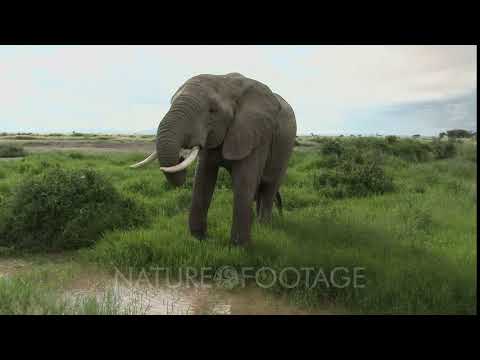 African Elephant (Loxodonta africana)  bull drinking from a small pool, tilt up shot, Amboseli N....