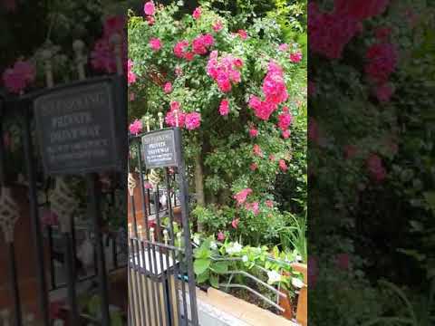Beautiful flowers in garden cooking with firdous baji