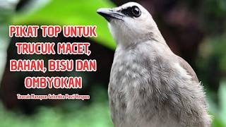 Download lagu Trucukan GACOR ngalas ROPEL PANJANG suara alam AMPUH buat pancingan jadikan trucuk Gacor GARUDA mp3