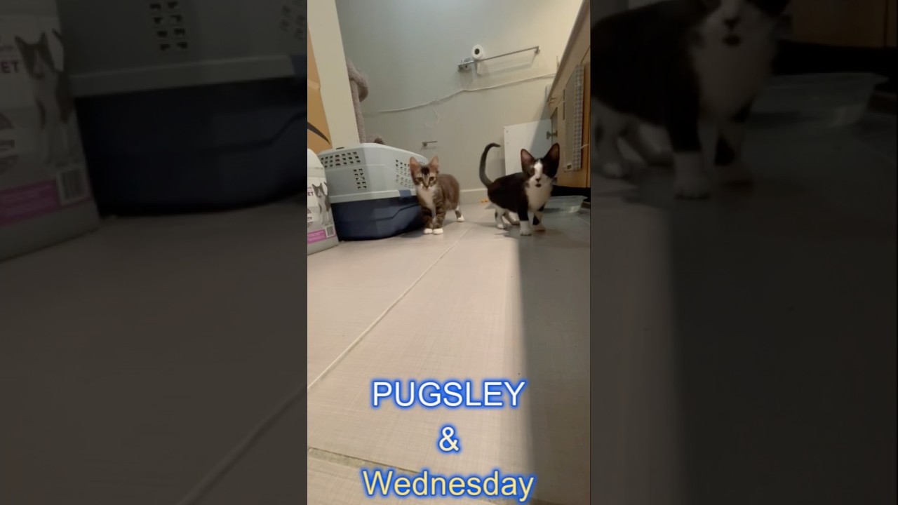 Enlarge Wednesday, an adopted Domestic Short Hair in Latham, NY video 2/6