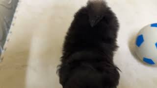 ハーフ犬の動画01
