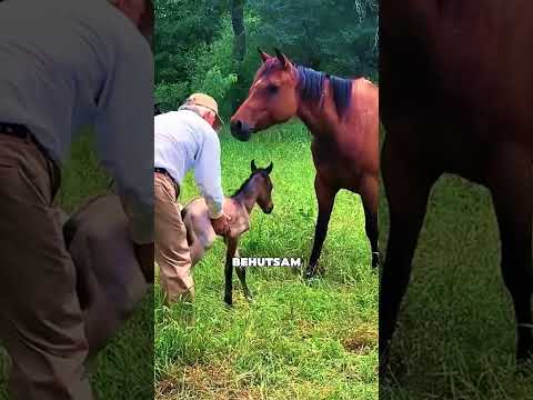 Er fand ein neugeborenes Fohlen, das verzweifelt versuchte aufzustehen 🐴🥹❤️