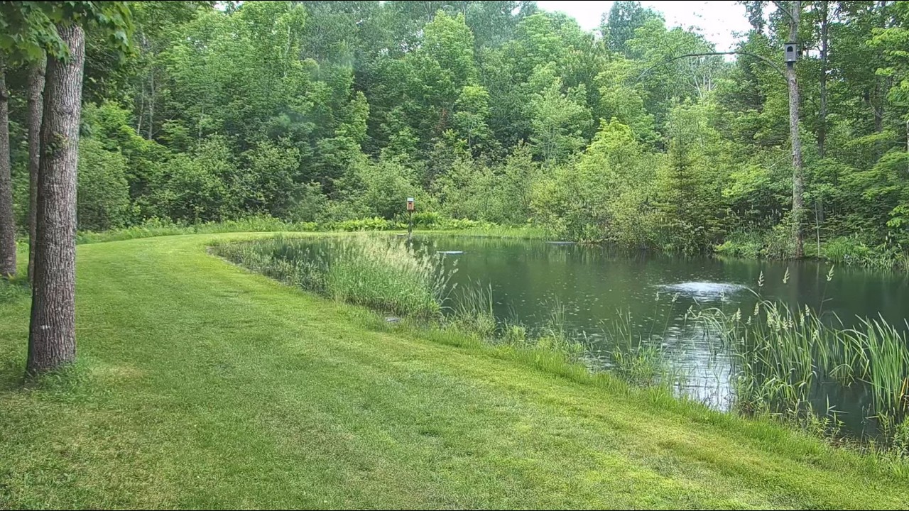 Live webcam view of Pond Cam at the Raccoon Saloon