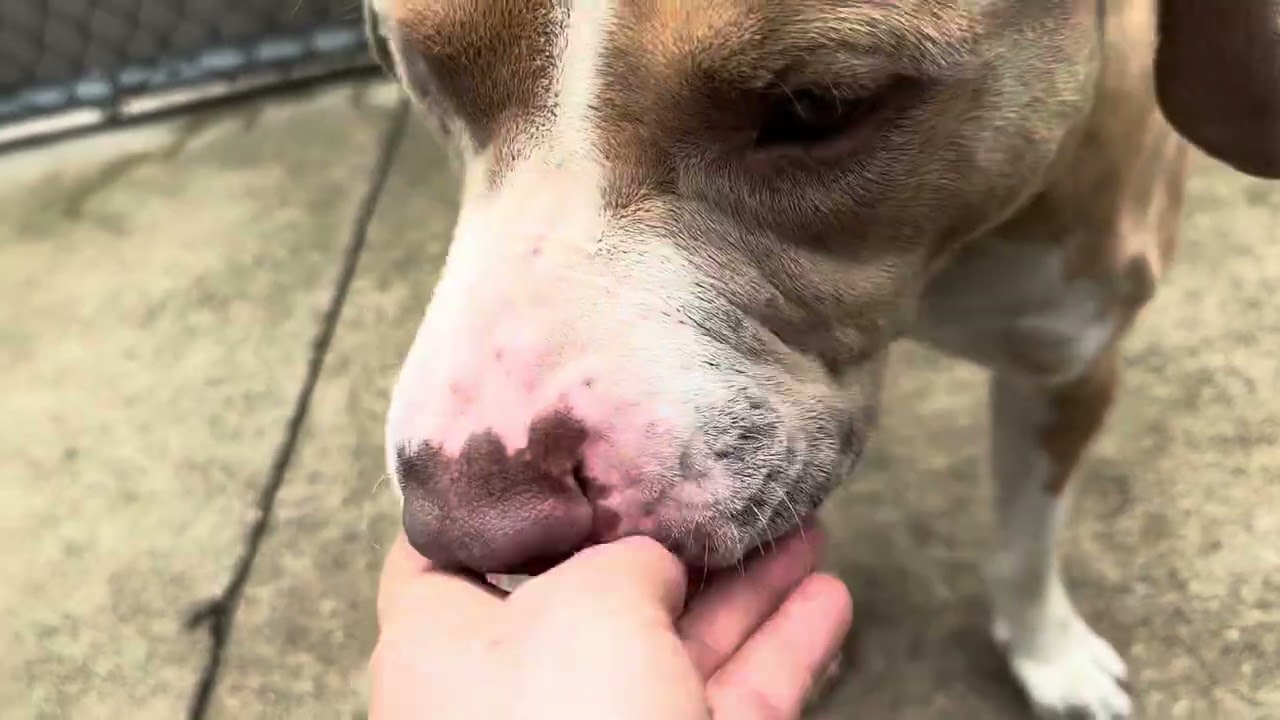 Enlarge Freeport, an adopted Pit Bull Terrier in Chicago, IL video 5/5