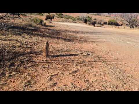 bison just outside the campground gate