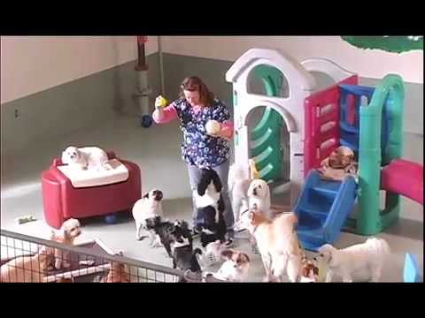 download lagu mp3 mp4 Dog And Pooch Inc, download lagu Dog And Pooch Inc gratis, unduh video klip Dog And Pooch Inc