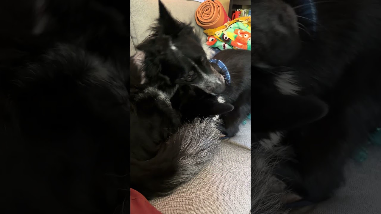 Enlarge KONRAD, a ADOPTABLE Border Collie in Newport News , VA video 5/5