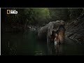 Creatures of the Amazon Rainforest - National geographic Documentary