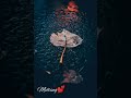 Irava Pagala Instrumental Bgm WhatsApp Status