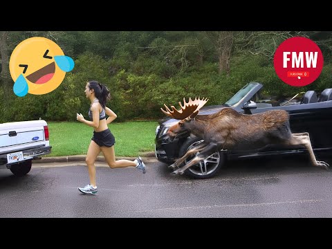 Funny & Hilarious People's Life 😂 #240 - Try not to Laugh | Best Funny Videos Compilation 2024