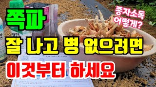 쪽파에 많이 생기는 고자리파리 피해 없이 키우려면 꼭 이렇게 하고 심으세요 쪽파심기전 꼭 해야할 일