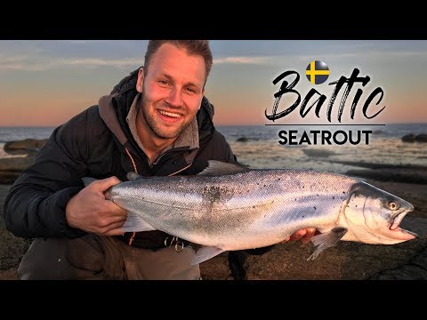 BALTIC SEATROUT — Ny Havørred PR fra kysten!!