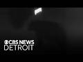 Black Bear Sightings Reported In Southeast Michigan
