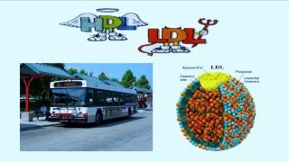 Cholesterol is King | Dr. Jack Wolfson