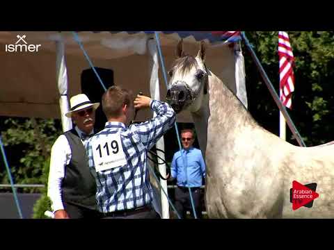 N.119 EMIRZO - Strohen 2018 B Int