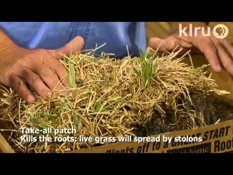 Lawn problems|John Dromgoole|Central Texas Gardener