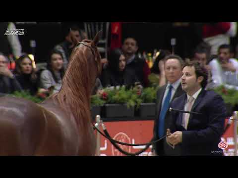 N 95 FAHAD AL SHAQAB   Paris 2019   Yearling Colts Class 4A