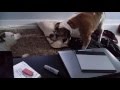 FUNNY Bulldog Vs Pitbull Tug Of War