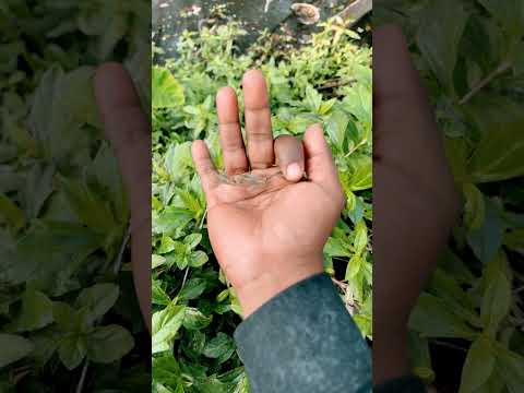 🐛🥺the largest shiny beetle I have ever found of itskind#insects#nature#beautifulinsects