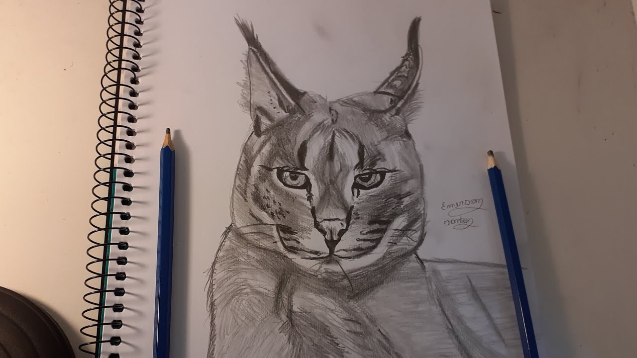 Como Desenhar Um LINCE How to Draw LYNX Easy Tutorial