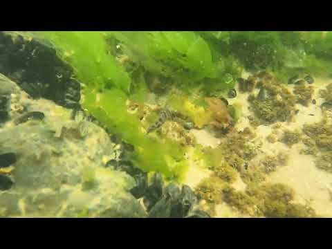 PEZ LIMPIADOR DE FONDO, PLAYA VERDE, MALDONADO, URUGUAY, 2025