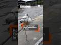 Incredible: Horses Rescued from Texas Flooding