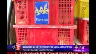 preview picture of video 'Tiêu hủy hơn 7.000 con gà giống nhập lậu từ Trung Quốc tại Quảng Ninh'