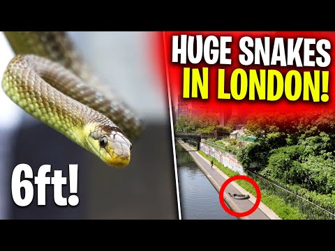 The UK's Newest Snake Is Here And No One Knows...