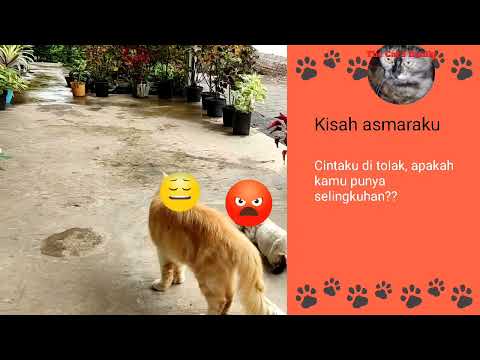 Baby cats cute and funny - mating cats / kucing kawin - close up - Mini's Story