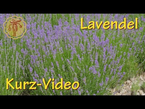 Heilpflanze: Lavendel - Kurz-Video