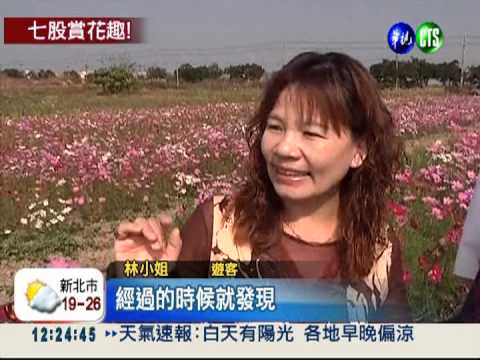 花海淹沒七股 向日葵.波斯菊綻放