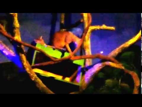 The jungle cat (Felis chaus), also called reed cat or swamp cat