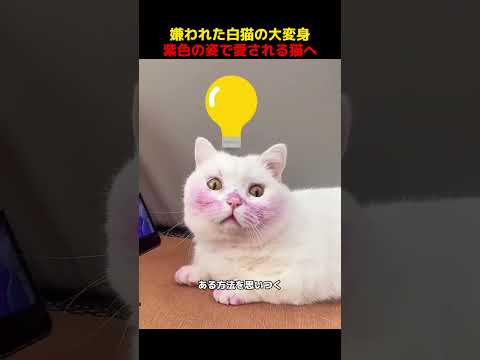 嫌われた白猫の大変身、紫色の姿で愛される猫へ！#shorts   #動物 #ペット