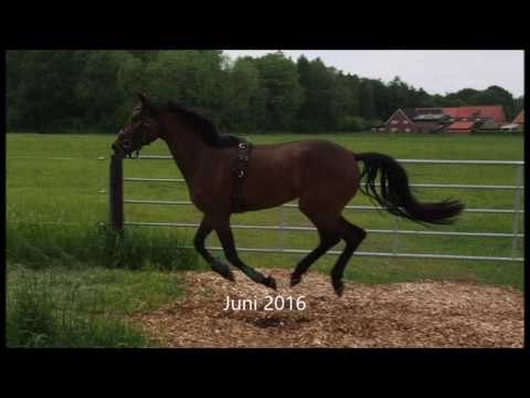 Delandra * 2013 Depeche Mode x Fiano, 161 cm, zu verkaufen in Warendorf