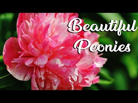 download lagu mp3 mp4 Beautiful Peonies Images, download lagu Beautiful Peonies Images gratis, unduh video klip Beautiful Peonies Images