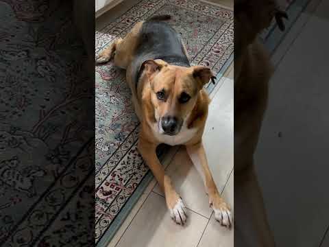 🤭A Conversation with 🐕Norbert Barkah #short #dogshorts