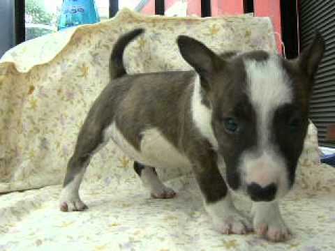 709 M  Bull Terrier BDLW female1 hotblitz