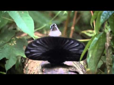 Rajka na námluvách