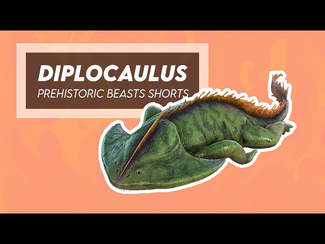 Video Pronunciation of diplocaulus in English