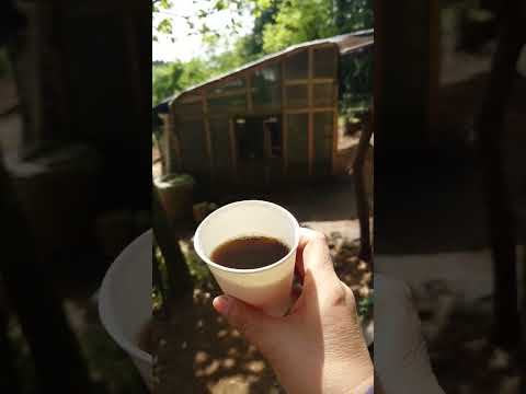 庭のどこに鶏小屋を置きますか？最適な場所を選択するための 5 つのヒント  庭園