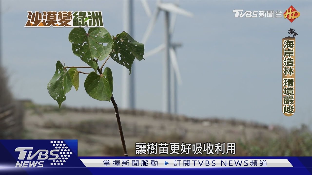 土壤鹽化後沙化　嚴重影響台灣產糧面積