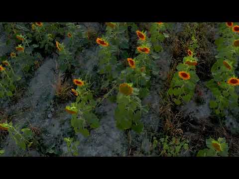 Sunflowers |Yellow Sunflowers || 4K UHD Relax Video || shortvideo