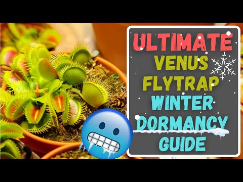 Ultimate Venus Flytrap Dormancy Care Guide: Everything You Need To Know About Winter Dormancy