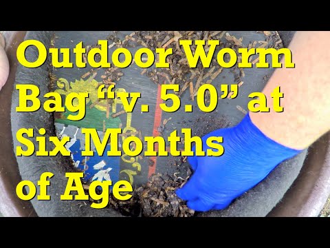 Big 17th feeding for six month old outdoor worm bag "v5" - vermicompost